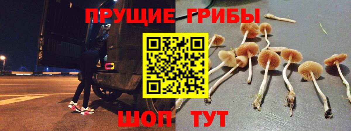 Мончегорск  Галлюциногенные грибы Cubensis  Вход с VPN 